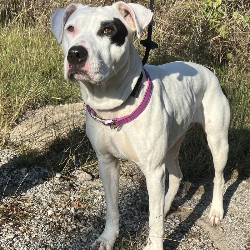 Cleopatra thumbnail 3