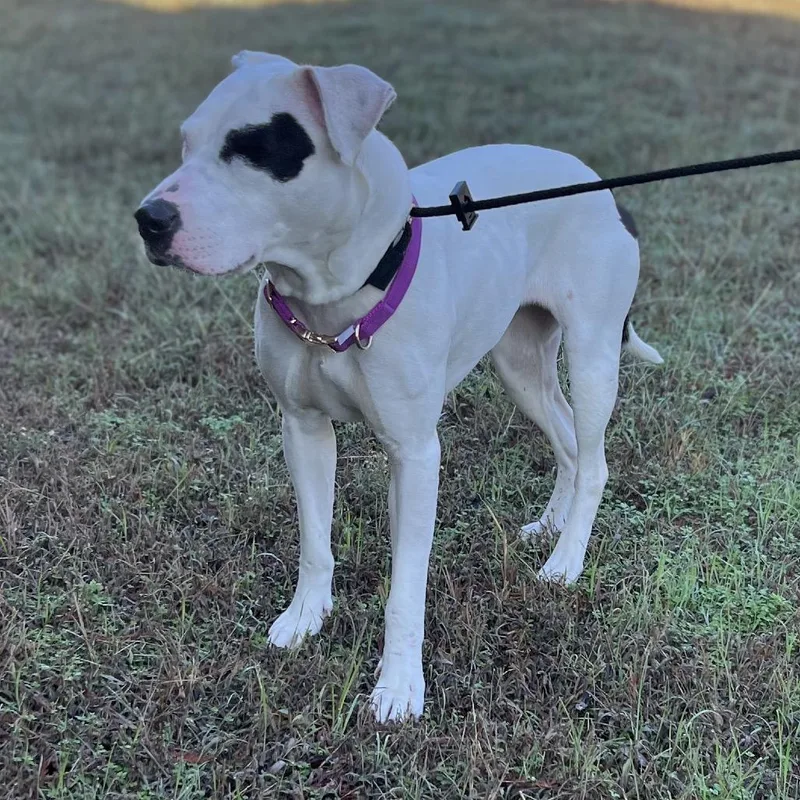 Cleopatra thumbnail 5