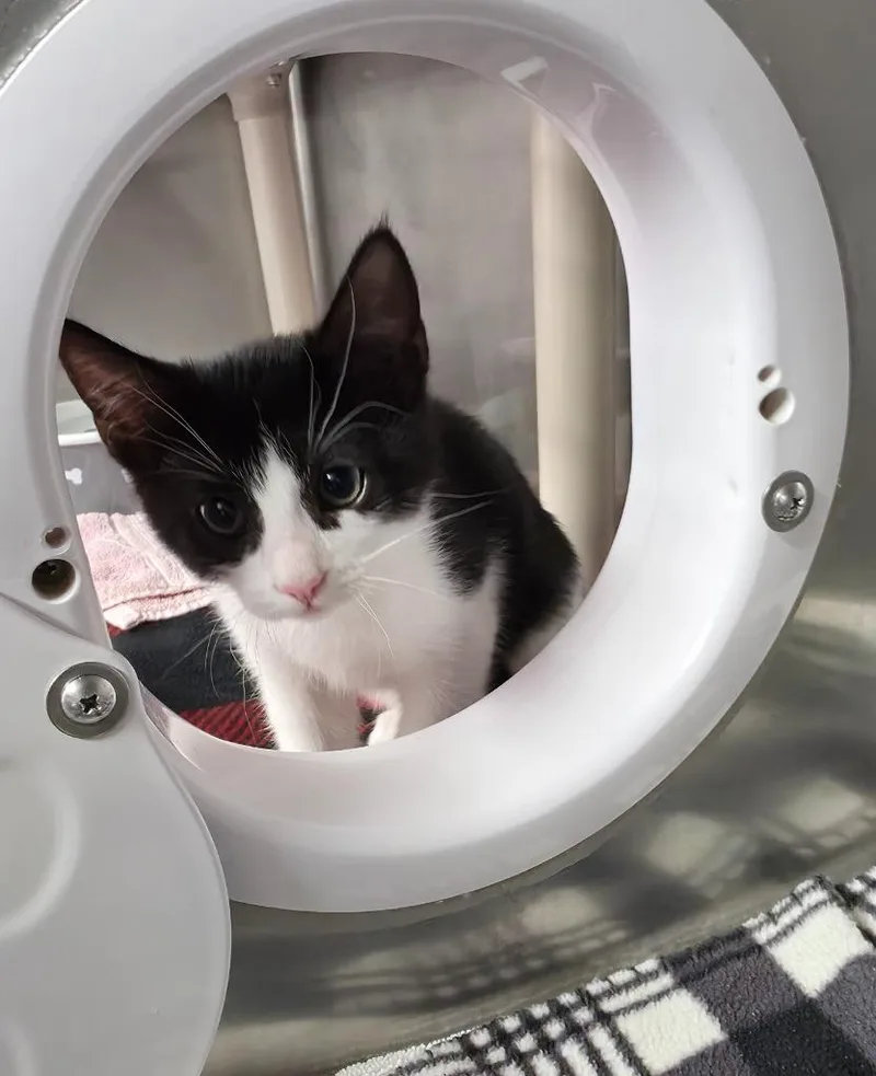 A baby small-sized female Domestic Short Hair cat named Billie for adoption in Grants Pass, OR