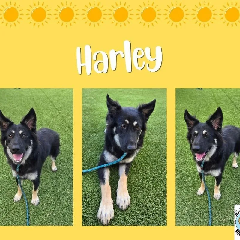 CT Harley thumbnail 5