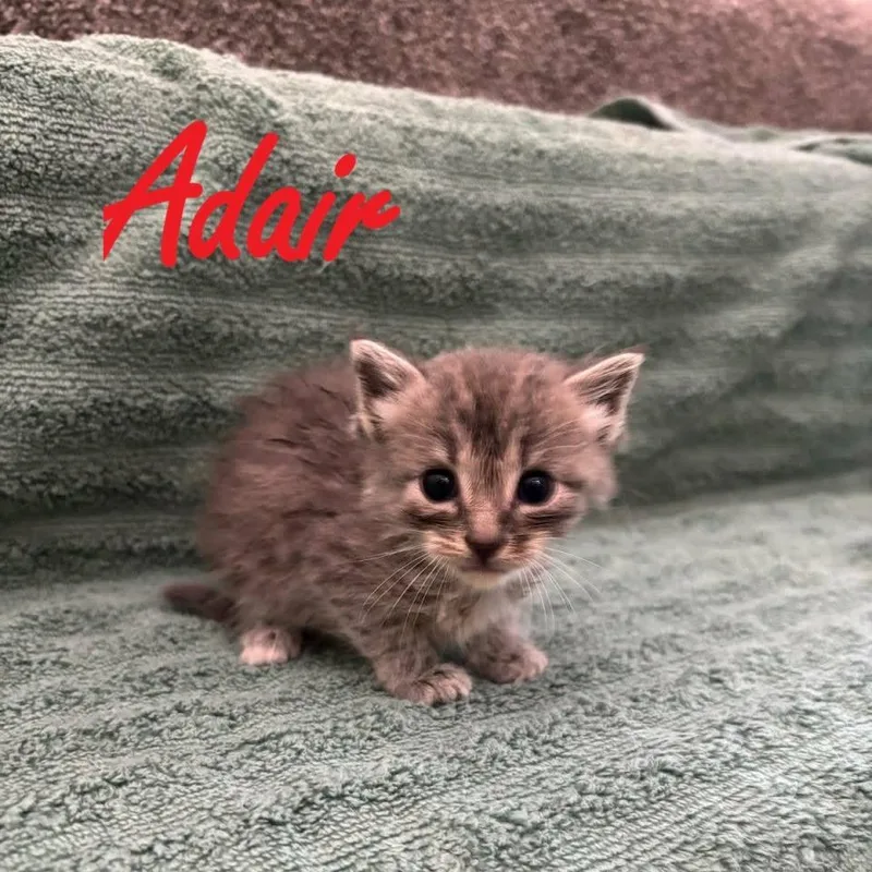 Adair