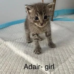 Adair thumbnail 2