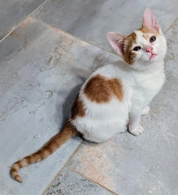 A baby small-sized female Domestic Short Hair cat named Minako for adoption in Colorado Springs, CO