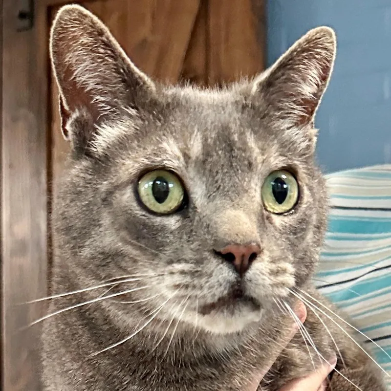 An adult medium-sized male Gray / Blue / Silver Domestic Short Hair cat named Theodore for adoption in Toms Brook, VA