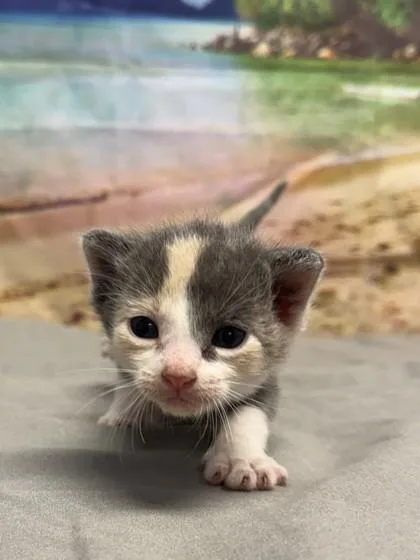 A baby small-sized female Domestic Short Hair cat named Jelly for adoption in San Antonio, TX