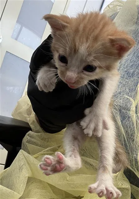A baby medium-sized male Domestic Short Hair cat named Lucky for adoption in Dallas, TX