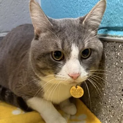An adult medium-sized male Gray & White Domestic Short Hair cat named Milo for adoption in Lansing, MI