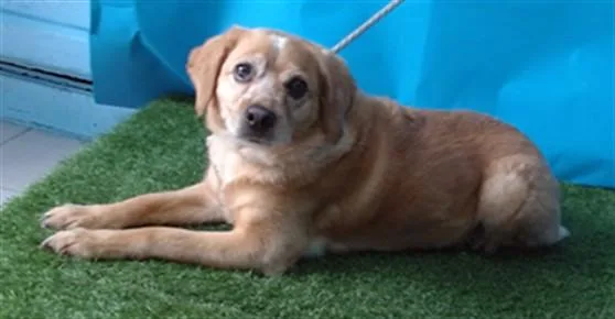 An adult medium-sized female Cocker Spaniel dog named Canela for adoption in Gardena, CA