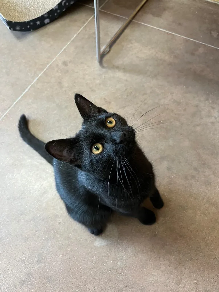 A baby medium-sized male Domestic Short Hair cat named Baseball Card for adoption in Cincinnati, OH