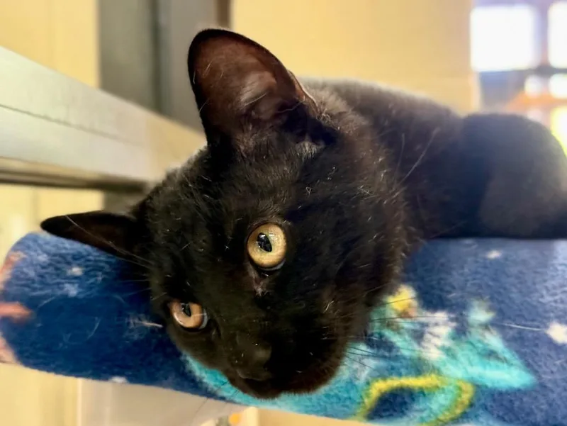 Baseball Card thumbnail 2