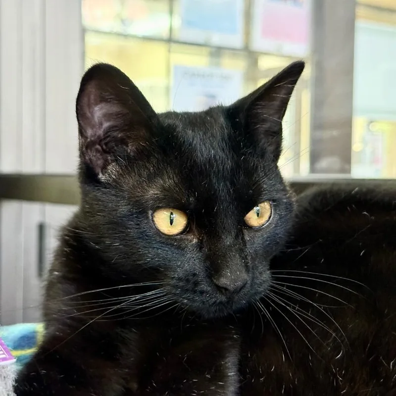 Baseball Card thumbnail 3