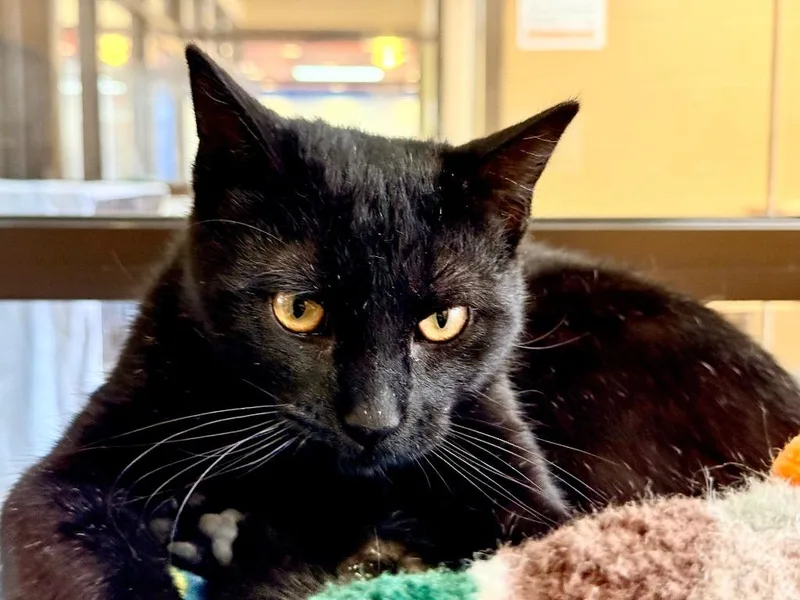 Baseball Card thumbnail 4