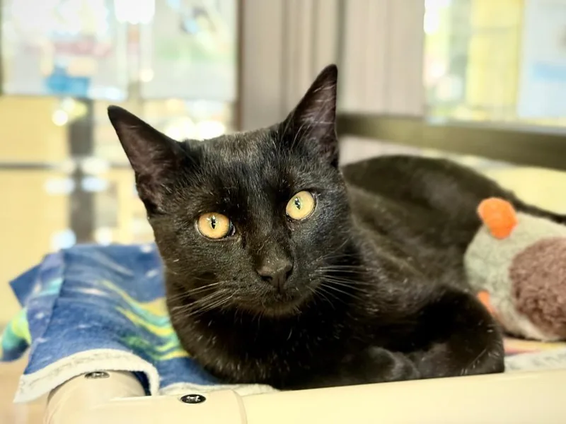 Baseball Card thumbnail 5