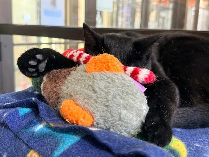 Baseball Card thumbnail 6