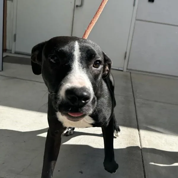 A young medium-sized female American Staffordshire Terrier dog named Boots for adoption in Walnut Creek, CA