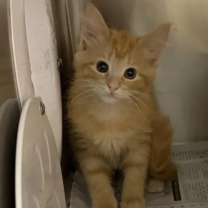 A young small-sized female Orange / Red Domestic Short Hair cat named Dip for adoption in North Myrtle Beach, SC
