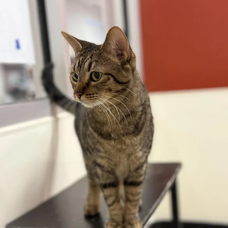 Coraline thumbnail 2