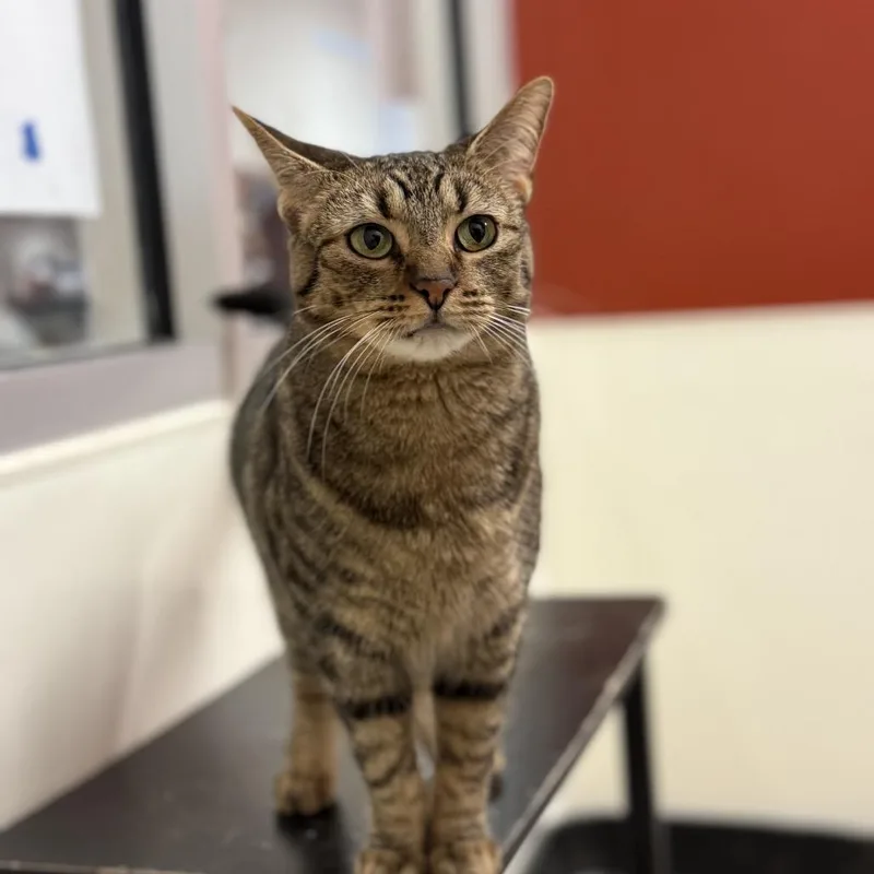 Coraline thumbnail 3