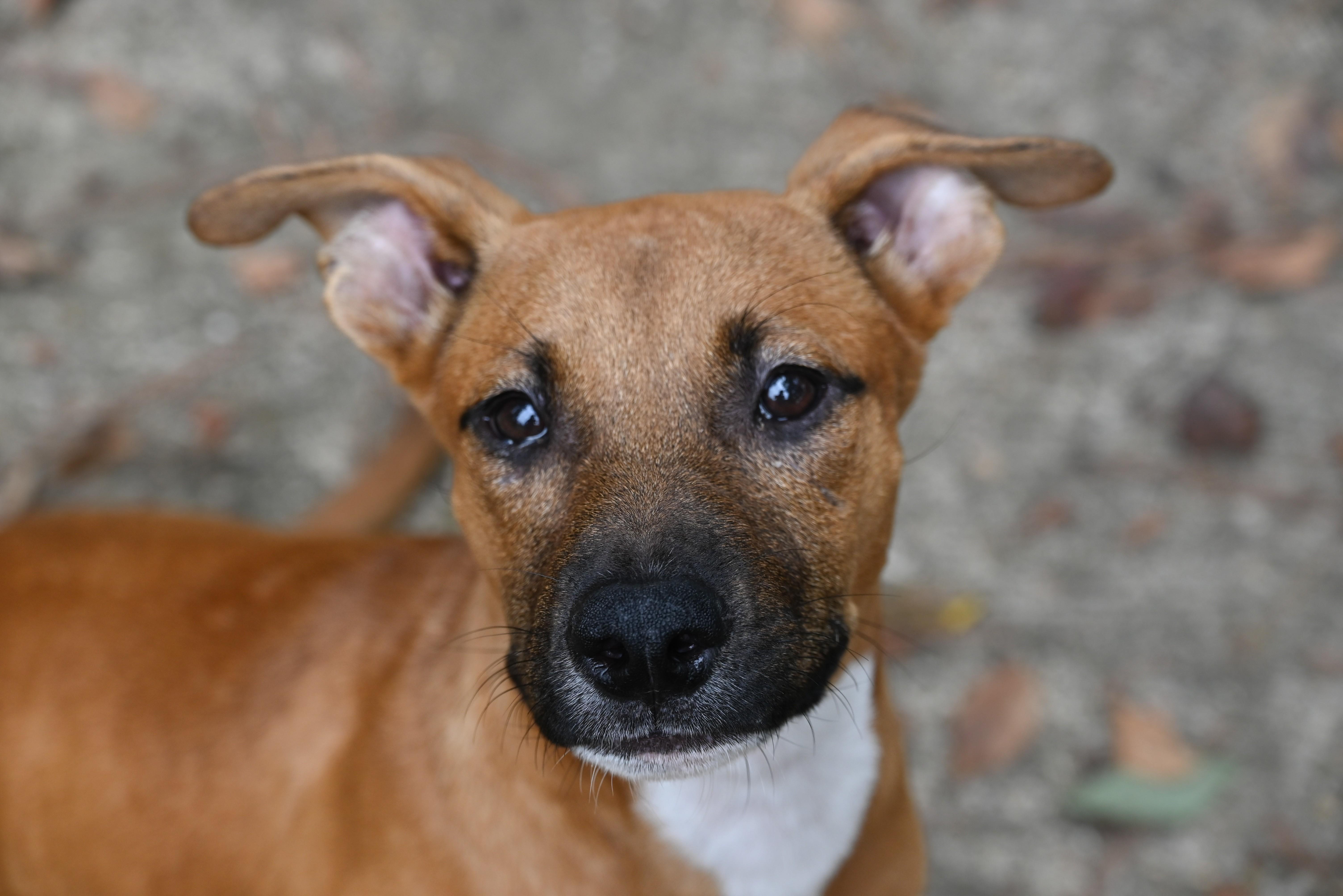 A baby medium-sized male Hound dog named Boone for adoption in Medfield, MA