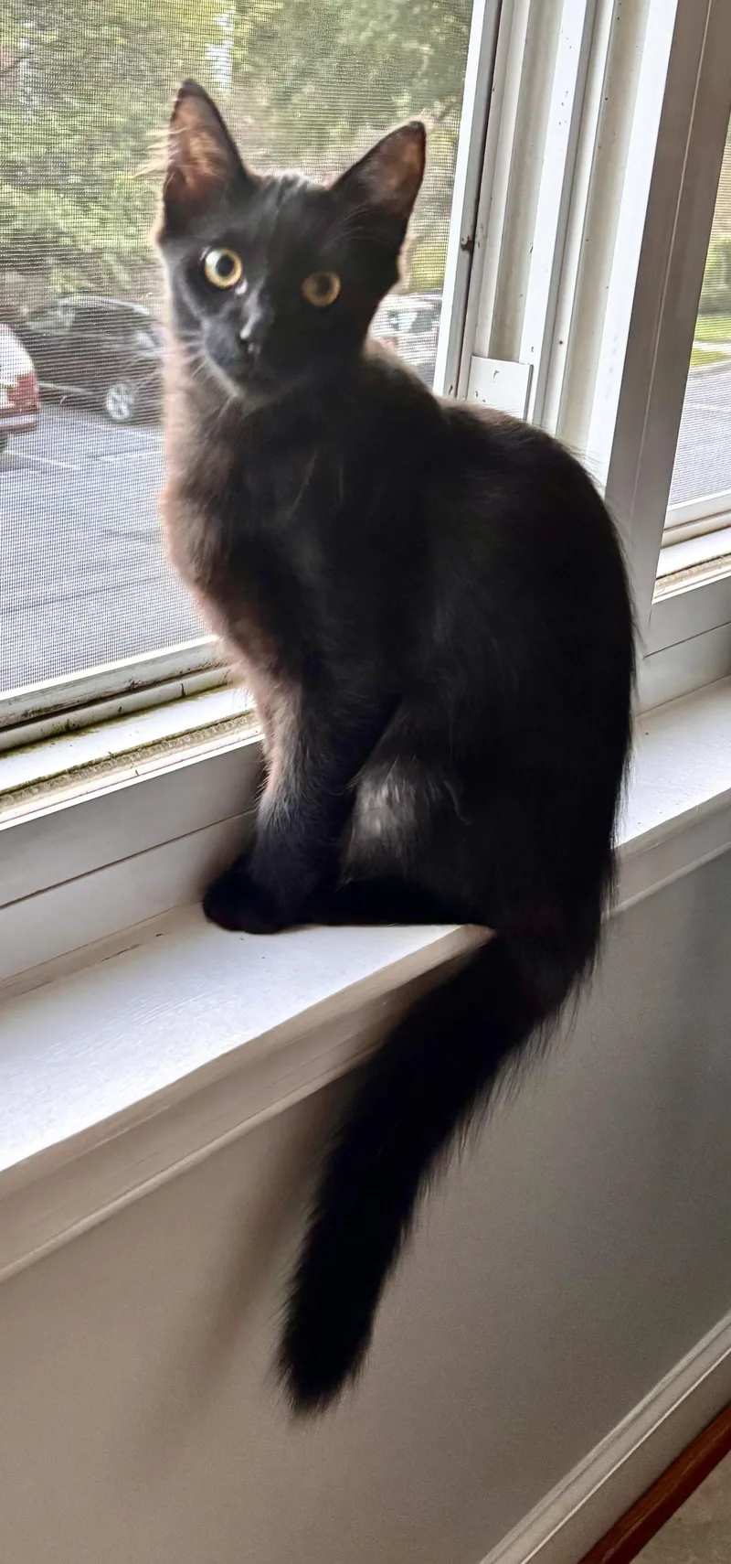 A baby medium-sized male Domestic Medium Hair cat named Noodle for adoption in Frederick, MD