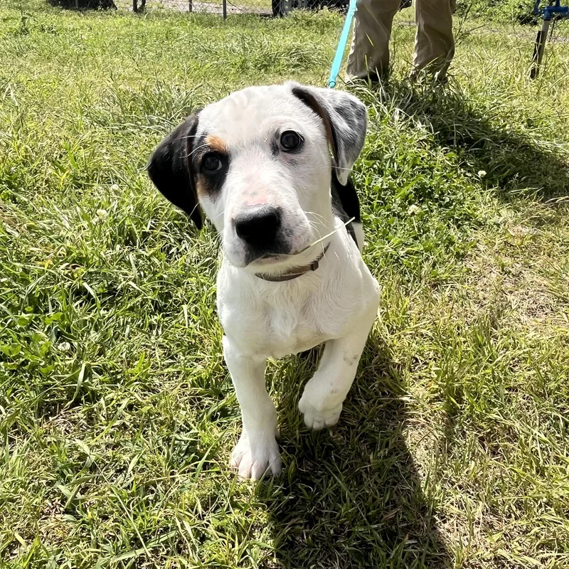 A young small-sized male White / Cream Basset Hound dog named Pongo for adoption in Chicopee, MA