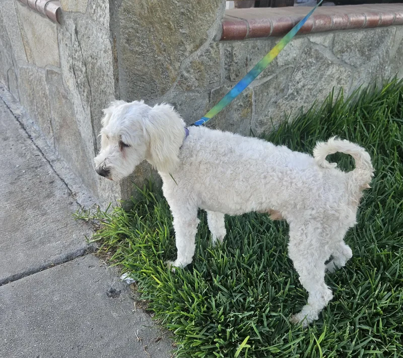 An adult small-sized male White / Cream Maltipoo dog named Coco for adoption in Los Angeles, CA