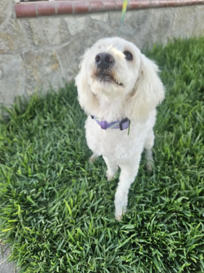 Coco thumbnail 2