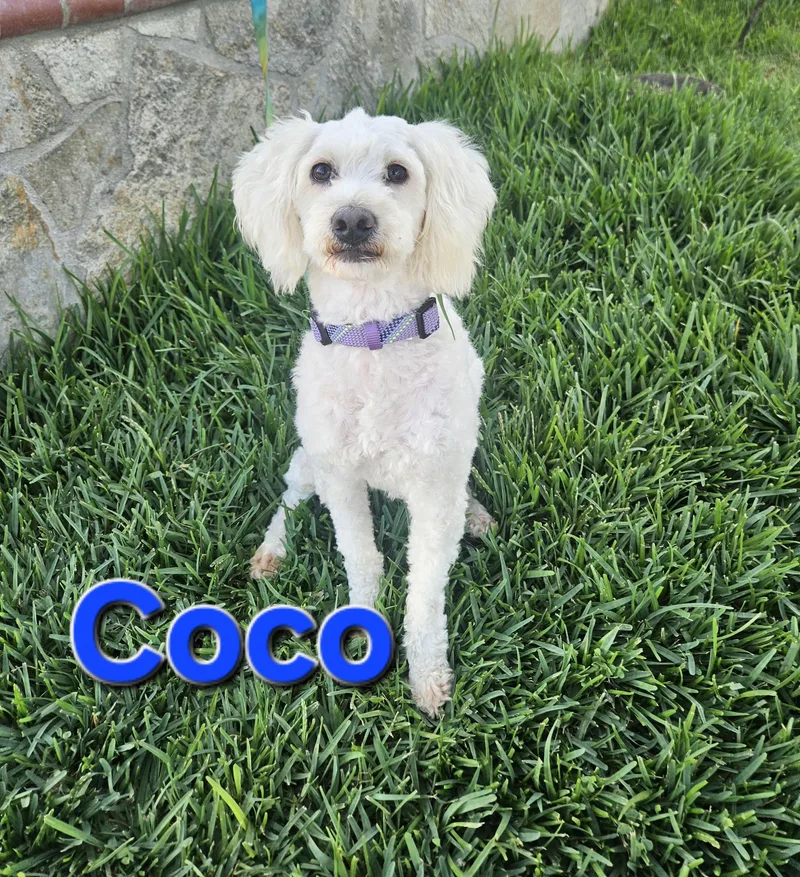 Coco thumbnail 4