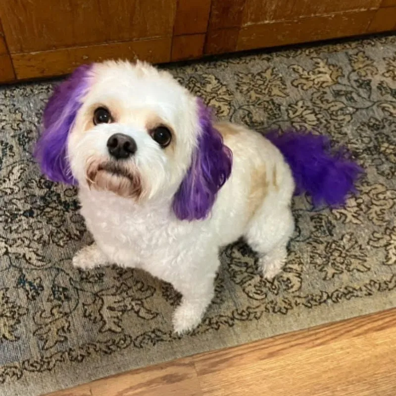 An adult small-sized female White / Cream Cavachon dog named Molly for adoption in Milwaukee, WI