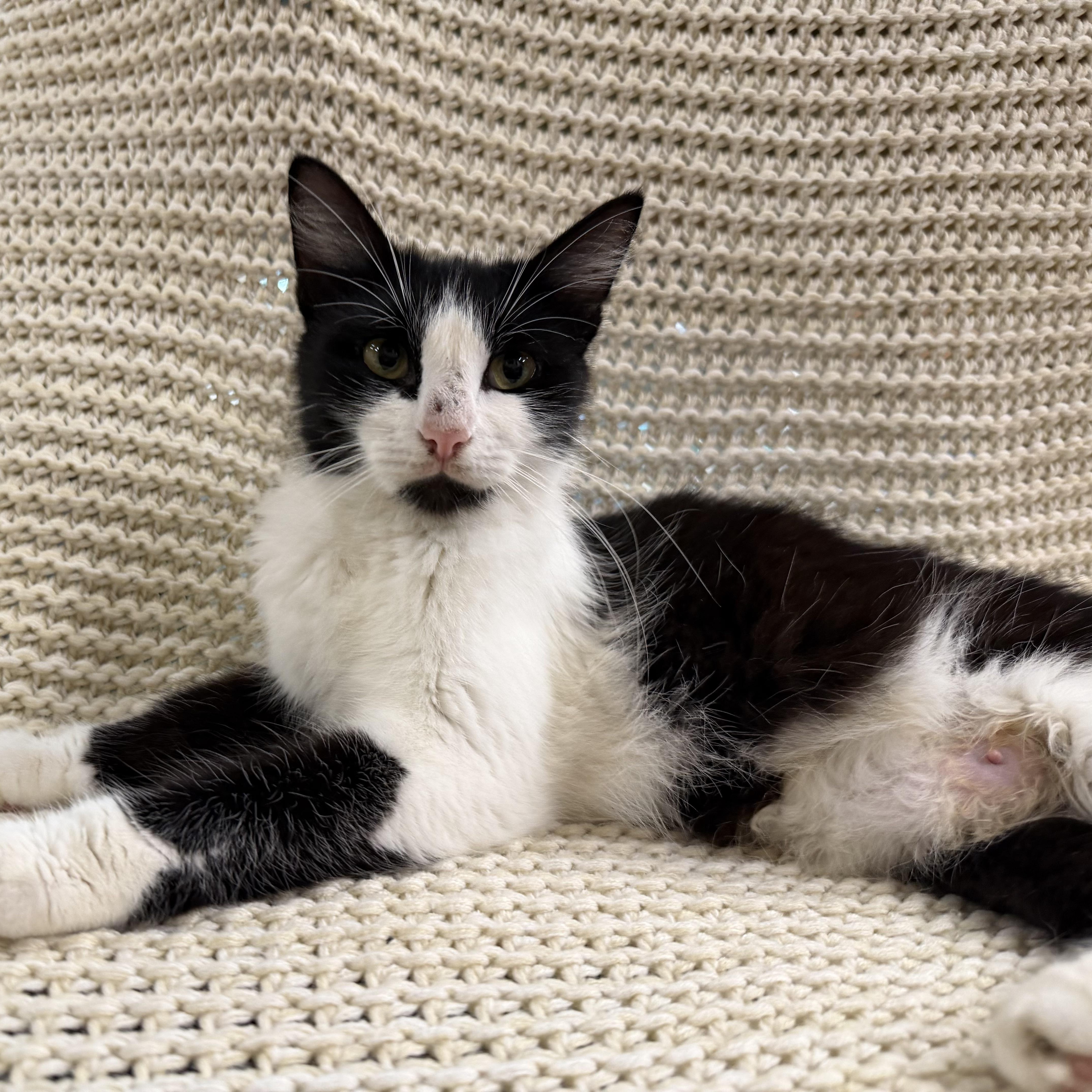 An adult medium-sized female Black & White / Tuxedo Domestic Medium Hair cat named Mama Dior for adoption in Bryan, TX