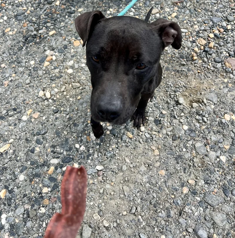A young medium-sized male Black Pit Bull Terrier dog named Kaizer for adoption in Sparta, NC