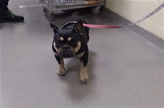 An adult medium-sized female French Bulldog dog named Chloe for adoption in Denver, CO