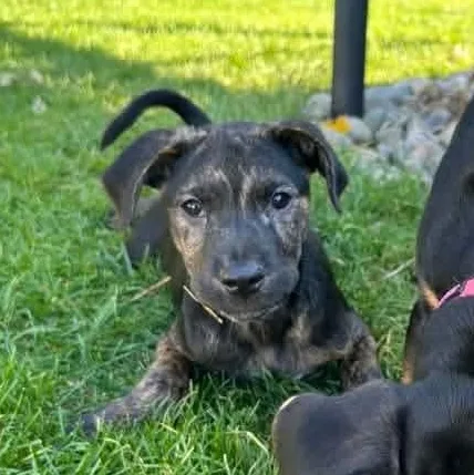 A baby large-sized male German Shepherd Dog dog named Hansel for adoption in Kentwood, MI