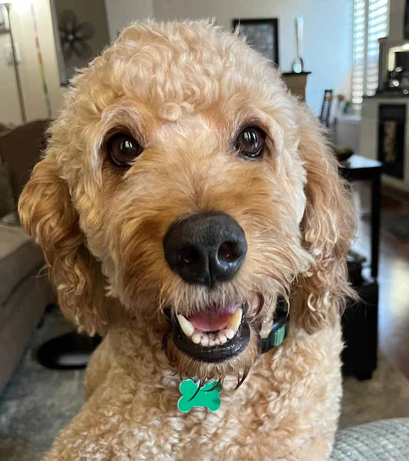 Winston Von Wigglebottom