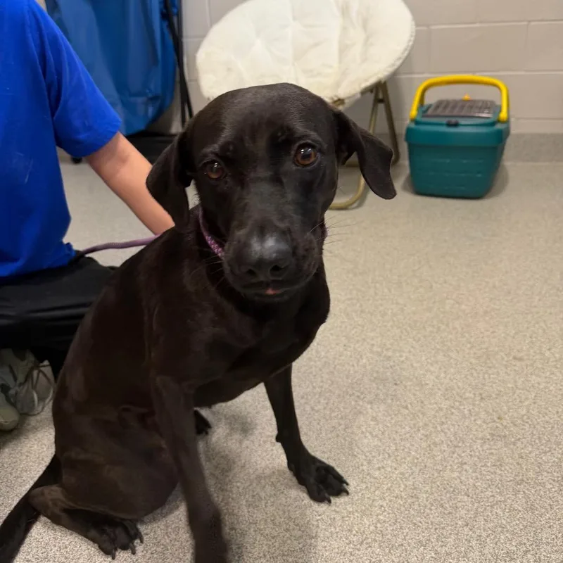 An adult medium-sized female Black Mixed Breed dog named Chanel for adoption in Englewood, FL