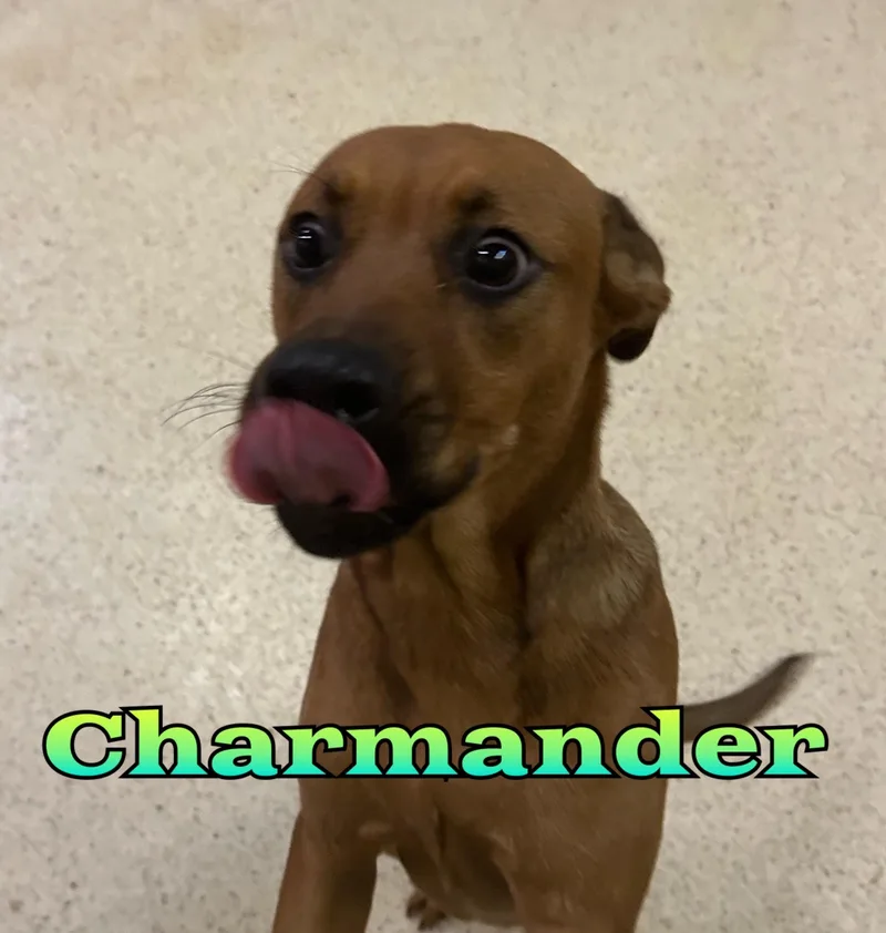 A baby medium-sized male Hound dog named Charmander for adoption in Muncie, IN
