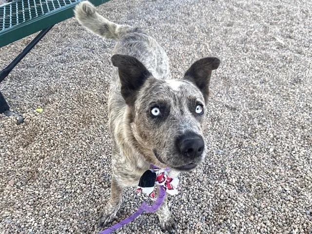 An adult large-sized male Australian Cattle Dog / Blue Heeler dog named Woofus for adoption in Mesa, AZ