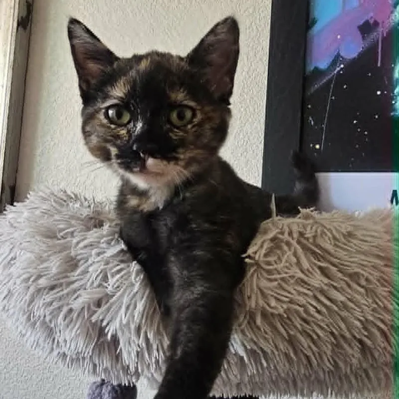 A baby small-sized female Tortoiseshell cat named Gabby for adoption in Antioch, CA