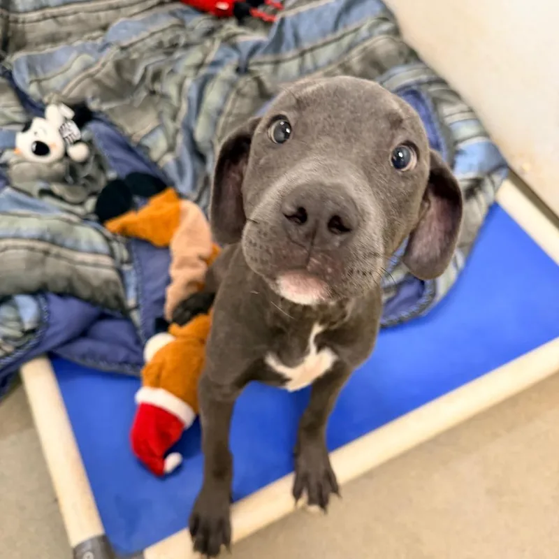 A baby small-sized female Gray / Blue / Silver Mixed Breed dog named Silver for adoption in Rocky Mount, VA