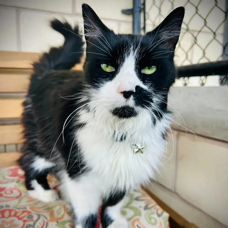 A senior medium-sized female Black Domestic Medium Hair cat named Shadow for adoption in Englewood, FL