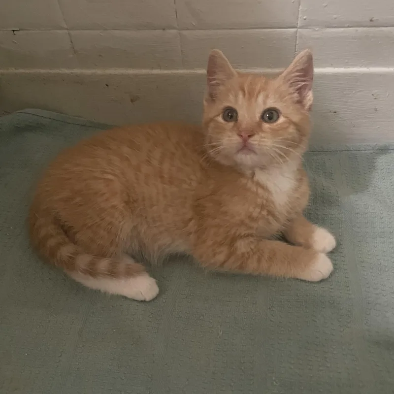 A baby small-sized male Orange / Red Domestic Short Hair cat named Rusty for adoption in Troy, NY