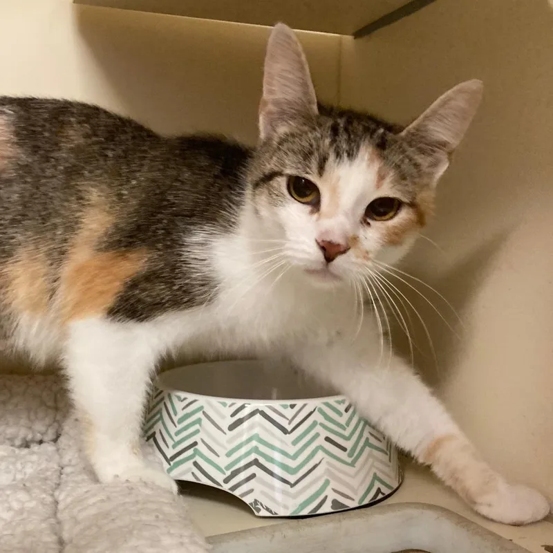 An adult medium-sized female Brown / Chocolate Domestic Short Hair cat named Dairy Queen for adoption in Dayton, OH