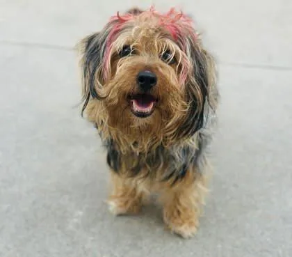 An adult small-sized male Mixed Breed dog named Antonio for adoption in West Chester, PA