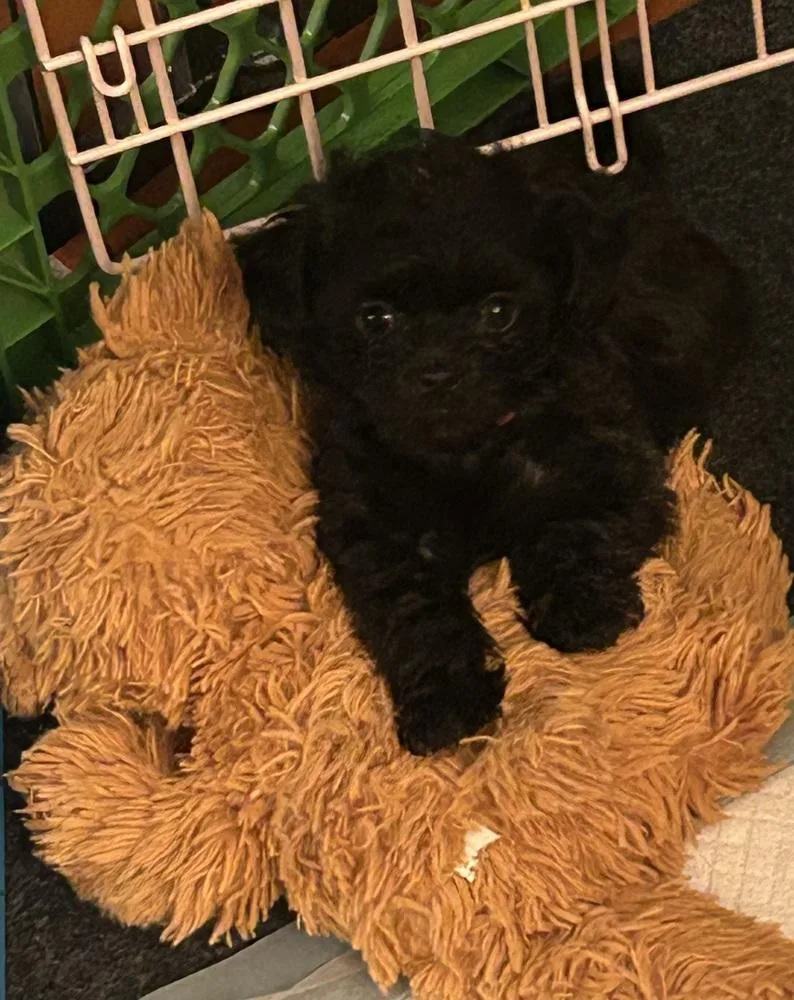 A baby small-sized female Black Shih Tzu dog named Gracie for adoption in TUCSON, AZ