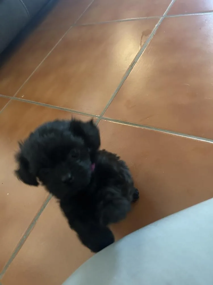 Gracie thumbnail 2