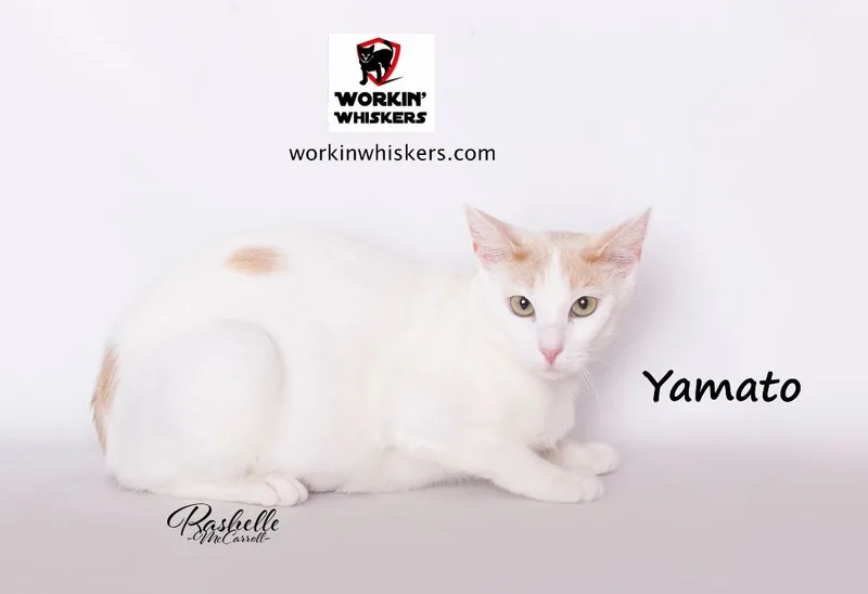 A young large-sized female White Turkish Van cat named Yamato for adoption in HEMET, CA
