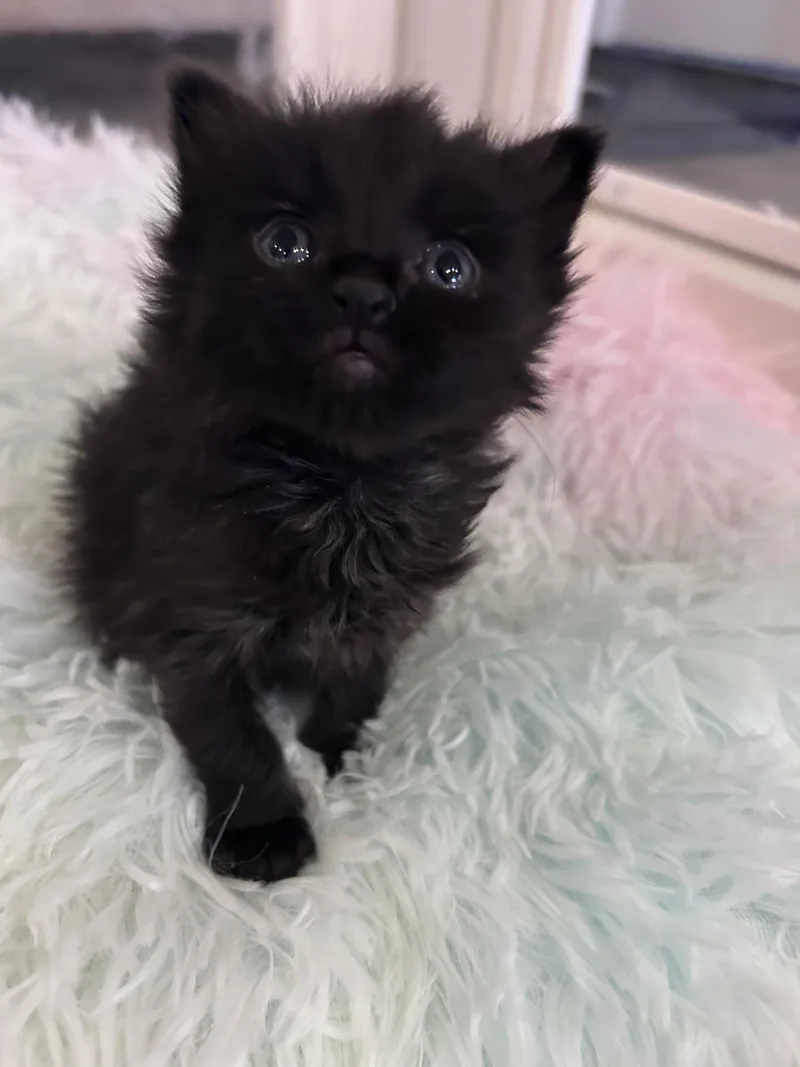 A baby medium-sized female Black Domestic Short Hair cat named Bean for adoption in Fruit Heights, UT