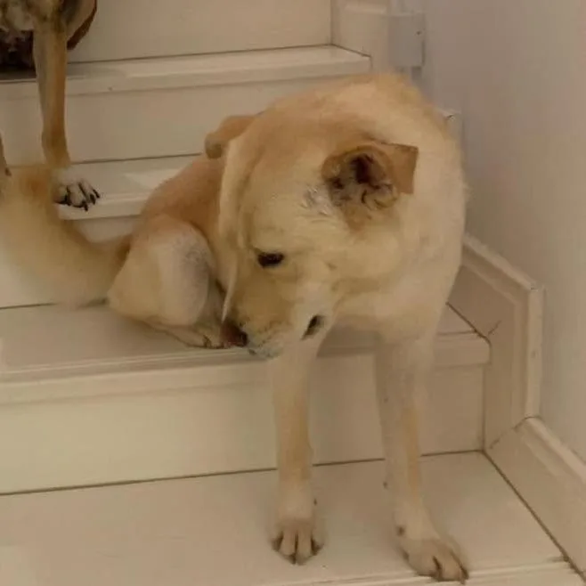 An adult medium-sized female Chow Chow dog named Lady for adoption in Alexandria, VA