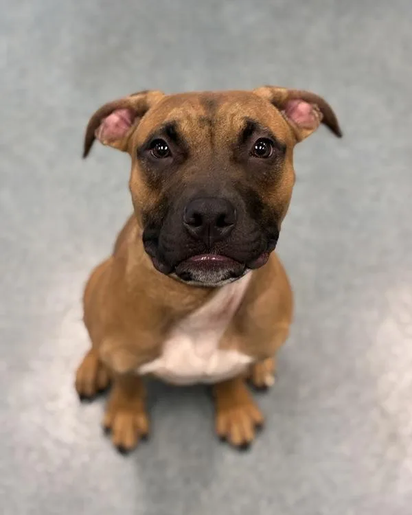 Cooper From the Dog
