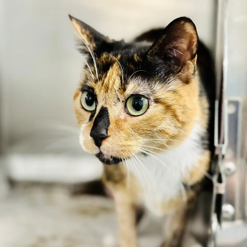 An adult medium-sized female Tortoiseshell Domestic Short Hair cat named Puzzle for adoption in Jackson, NJ